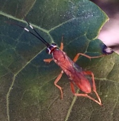 Pachysomoides fulvus