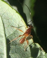 Pachysomoides fulvus