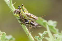 Paraidemona