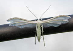 Pterophorus pentadactyla