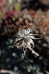 Celmisia angustifolia