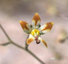 Nemacladus rubescens