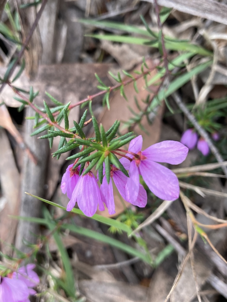 Tetratheca rupicola