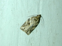 Argyrotaenia ivana