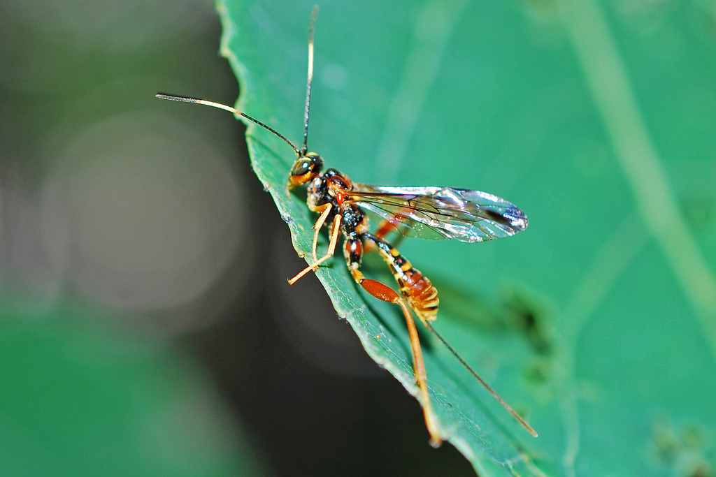 Spilopteron vicinum