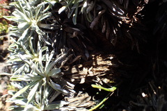 Celmisia angustifolia