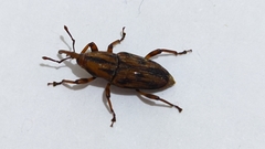 Metamasius hemipterus