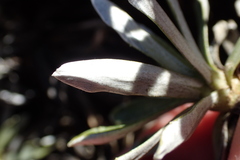 Celmisia angustifolia