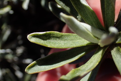 Celmisia angustifolia