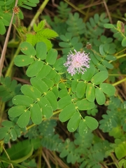 Mimosa skinneri
