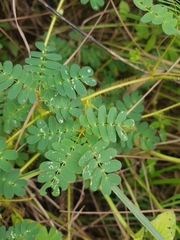 Mimosa skinneri