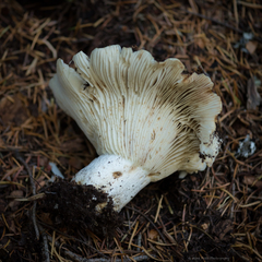 Russula brevipes acrior