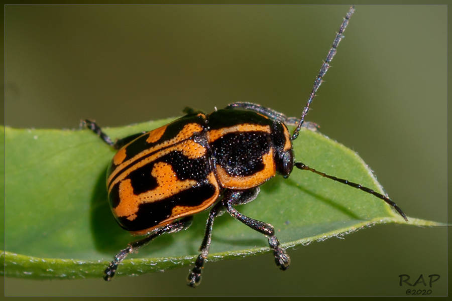 Metallactus hamifer