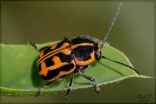 Metallactus hamifer