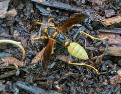 Mischocyttarus navajo