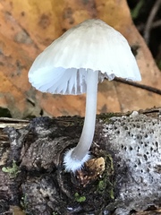 Mycena subcana