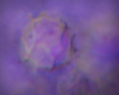 Lactarius kauffmanii