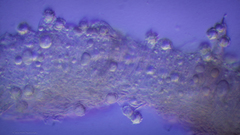 Lactarius kauffmanii