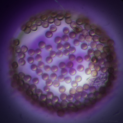 Lactarius kauffmanii