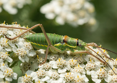 Ephippiger ephippiger