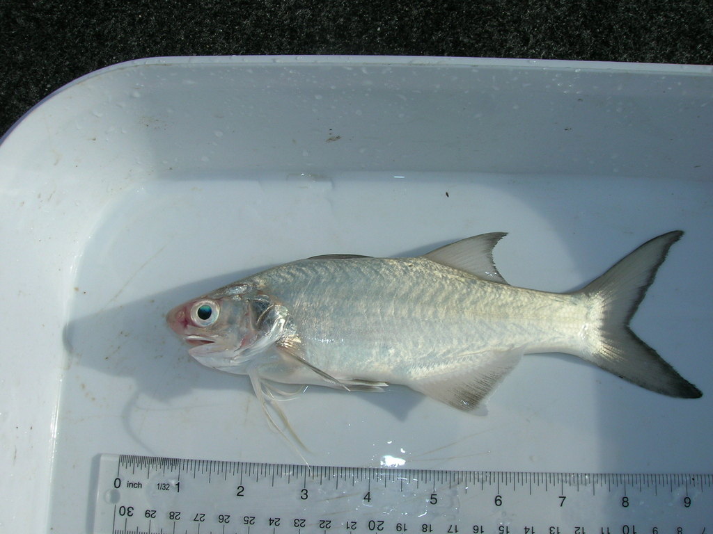 Littlescale Threadfin