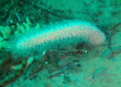 Veretillidae