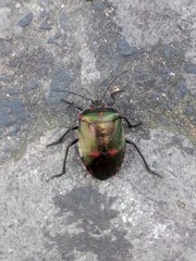 Catacanthini