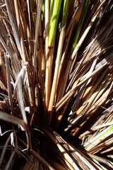 Chionochloa macra