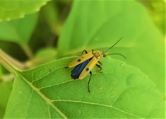 Chauliognathus hieroglyphicus