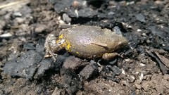 Elachistocleis cesarii