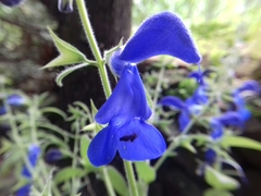 Salvia patens