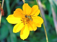 Chauliognathus hieroglyphicus