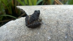 Pseudopaludicola murundu