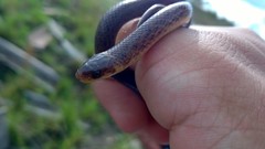 Atractus pantostictus