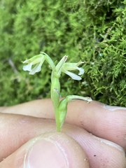 Hapalorchis lineata