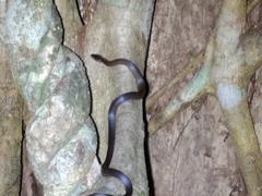 Cacophis squamulosus