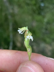 Hapalorchis lineata