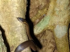 Cacophis squamulosus