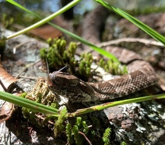 Bothrops pubescens