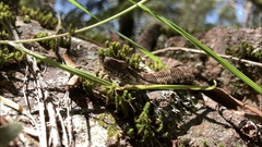 Bothrops pubescens