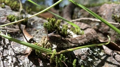 Bothrops pubescens