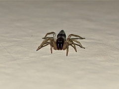 Porrhoclubiona leucaspis