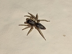 Porrhoclubiona leucaspis