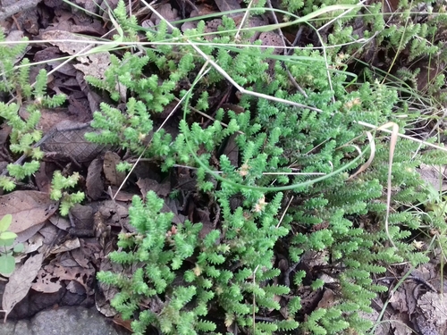 Image of Sedum moranense by (c) IA braham, some rights reserved (CC BY)