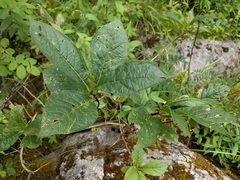 Lonicera involucrata involucrata