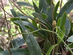 Gomesa bifolia