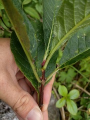 Lonicera involucrata involucrata