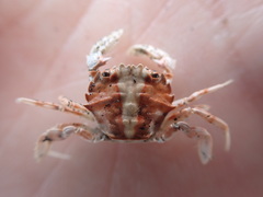 Nectocarcinus antarcticus