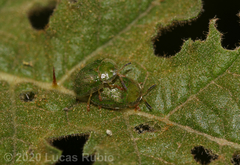 Gratiana spadicea