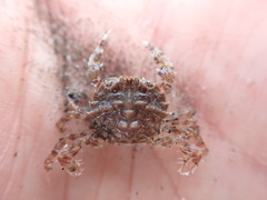 Nectocarcinus antarcticus